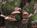 Merulius tremellosus image