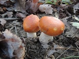 Boletus chippewaensis image