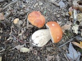 Boletus chippewaensis image