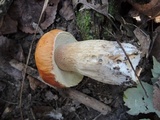 Boletus chippewaensis image