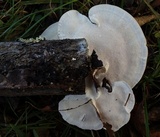 Trametes lactinea image