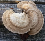 Trametes lactinea image