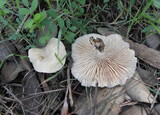Clitocybe fragrans image