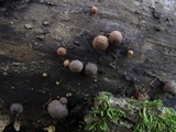 Hypoxylon howeanum image