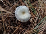 Clitocybe vibecina image