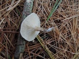 Clitocybe vibecina image