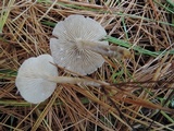 Clitocybe vibecina image