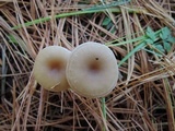 Clitocybe coniferophila image