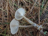 Clitocybe coniferophila image