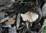 Lentinellus flabelliformis image