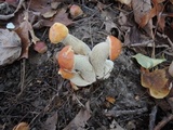 Boletus chippewaensis image