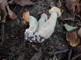 Boletus chippewaensis image