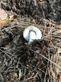 Russula compacta image