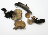 Lentinellus flabelliformis image