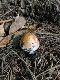 Russula compacta image