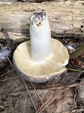 Russula atropurpurea image