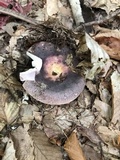 Russula cyanoxantha image