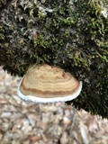 Fomes excavatus image
