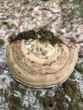 Fomes excavatus image