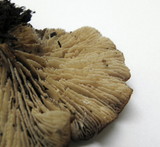 Lentinellus flabelliformis image