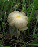 Bolbitius vitellinus image