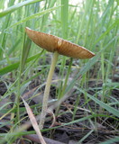 Bolbitius vitellinus image