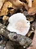 Tyromyces chioneus image