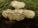 Cinereomyces lindbladii image