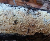 Basidioradulum radula image