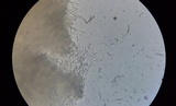 Basidioradulum radula image