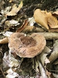 Hydnellum cristatum image