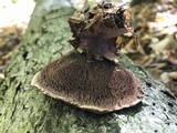 Hydnellum cristatum image