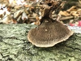 Hydnellum cristatum image