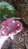 Russula silvicola image