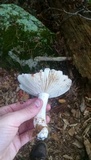 Russula silvicola image