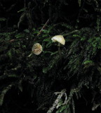 Galerina sahleri image