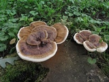 Ganoderma sessile image