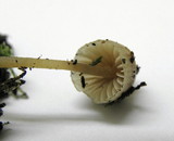 Galerina sahleri image