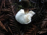 Tricholoma vaccinum image