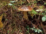 Cortinarius seidliae image
