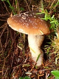 Cortinarius seidliae image