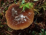 Cortinarius seidliae image