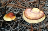 Ganoderma curtisii image
