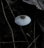 Lepiota atrodisca image