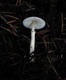 Lepiota atrodisca image