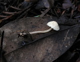 Cystolepiota seminuda image
