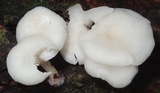 Ripartitella alba image