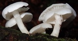 Ripartitella alba image