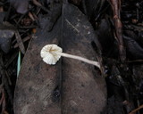 Cystolepiota seminuda image