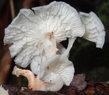 Ripartitella alba image